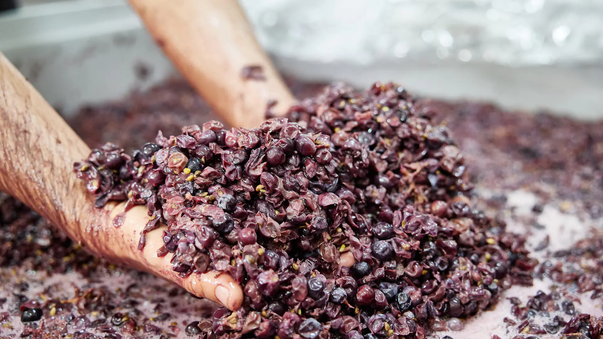 elaboracion manual vino vinias serranas